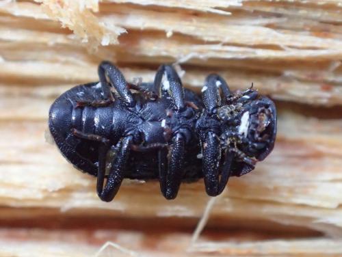 Réf. 276 889 : Bolitophagus reticulatus